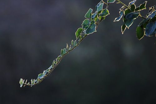 schön grün und kalt