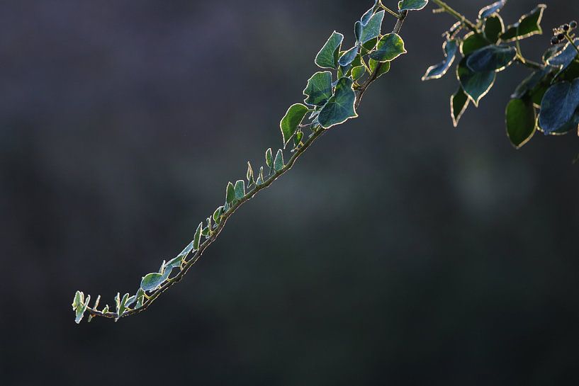 nice green and cold by Martijn van Yperen