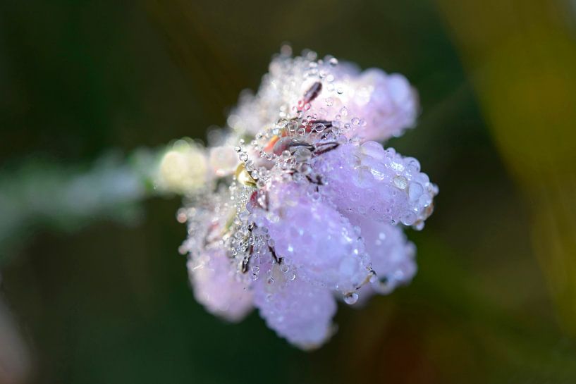 Heideblume mit Wassertrophen von Barbara Brolsma