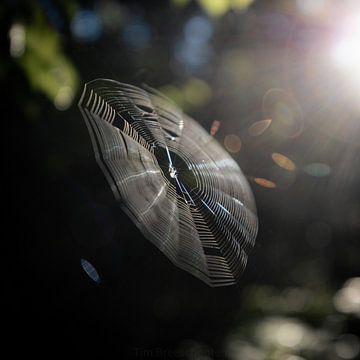 Spinnenweb in het licht van Tim Breeschooten