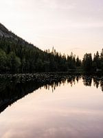 Weerspiegeling van dennenbos bij zonsondergang