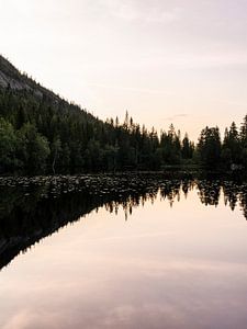 Spiegelung des Kiefernwaldes bei Sonnenuntergang