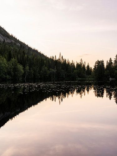 Weerspiegeling van dennenbos bij zonsondergang
