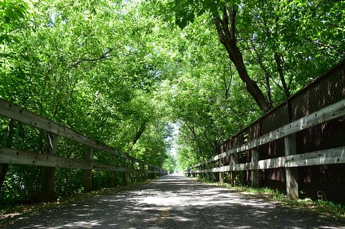 Het fietspad in de zomer