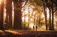 A sunset walk in the forest