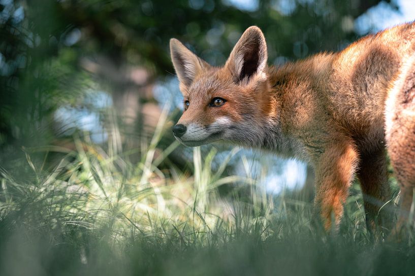 Superbe portrait d'un jeune renard par Jolanda Aalbers