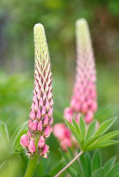 Twee lupines van Juriaan Wossink