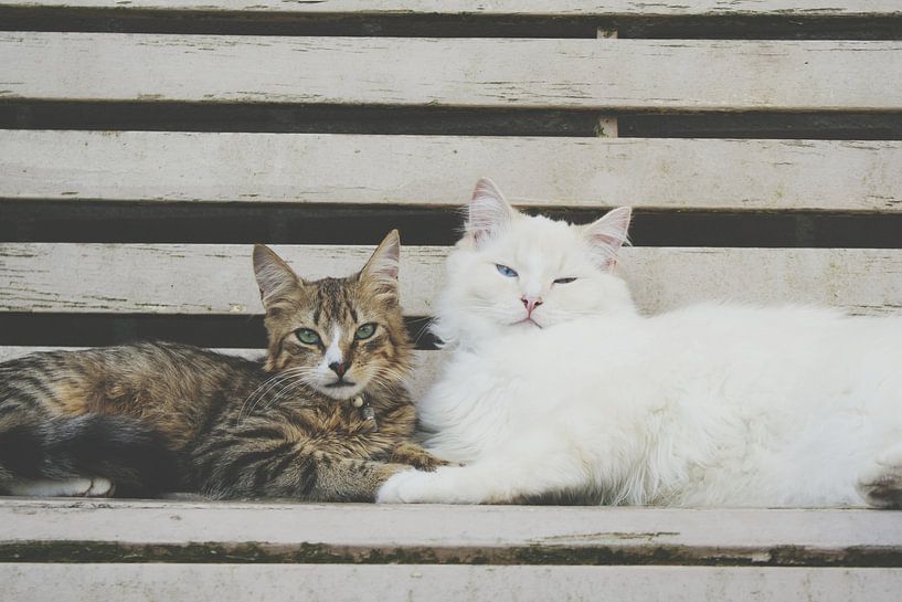 Katten von Ivana Luijten