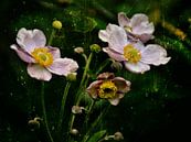 Herfst anemonen - Anemonen van Christine Nöhmeier thumbnail