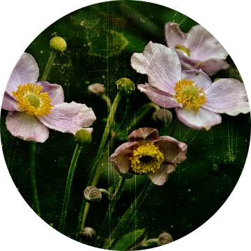 Herfst anemonen - Anemonen van Christine Nöhmeier