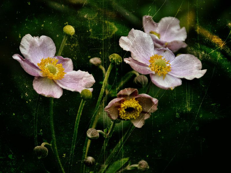 Herfst anemonen - Anemonen van Christine Nöhmeier