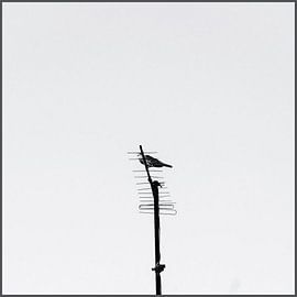 Dove on an antenna by Philippe verspeek