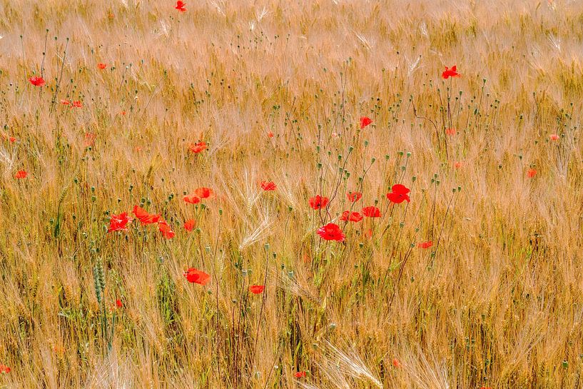 Cornfield with red poppies by ManfredFotos