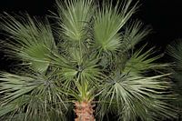 palm to night