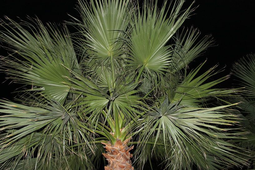 palm to night by Sedat Bice