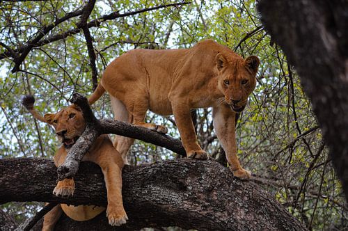 2 lionesses in a tree