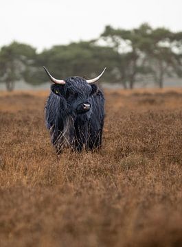 Schottische Hochlandrinder