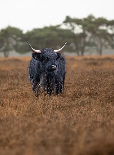 Schottische Hochlandrinder