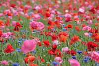 Champ de coquelicots