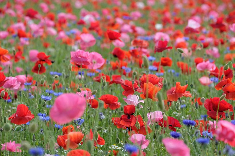 Poppies field by Jacqueline de Calonne Bol
