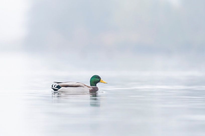 Wild duck in the fog by Ronald Buitendijk Fotografie
