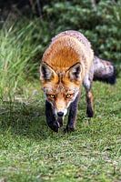 Renard dans les dunes de l'approvisionnement en eau d'Amsterdam