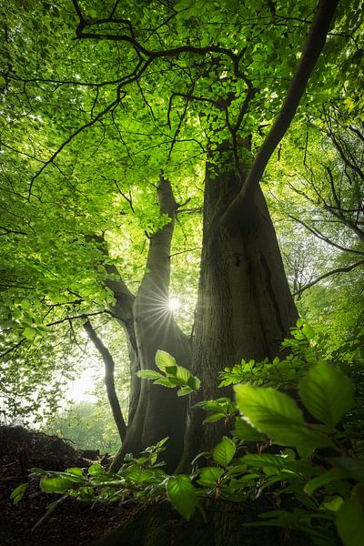 Frühlingszeit! - Frühling im Wald von Jeroen Lagerwerf