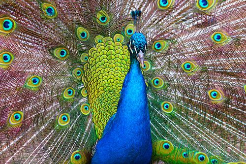 Blauwe pauw