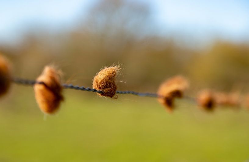 Boules de poils de taureau sur une clôture par Percy's fotografie