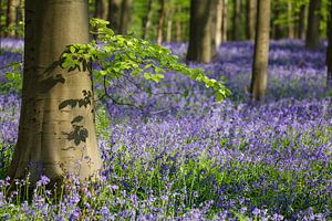 Wilde hyacinten in het Hallerbos