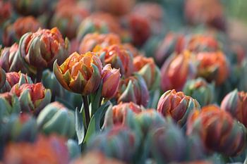 Die Tulpen beginnen zu blühen