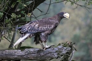 Der Seeadler- stille Präsenz