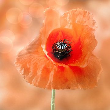 Mohn von Jessica Berendsen