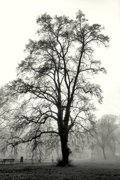 Paysage de parc avec des arbres dans la brume sur Heiko Kueverling