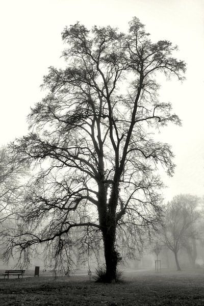 Paysage de parc avec des arbres dans la brume par Heiko Kueverling