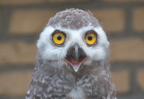 Grappig zo'n verbaasde uil
