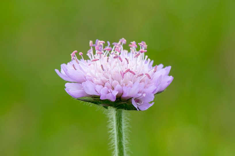 Scabious by Barbara Brolsma