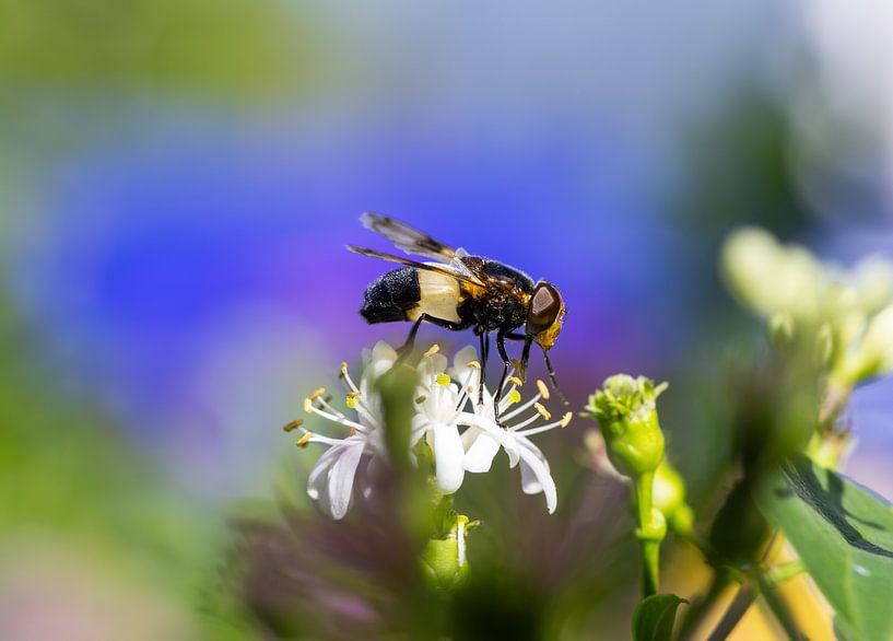 Macro of a forest hoverfly by ManfredFotos