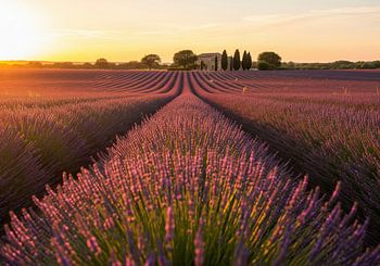Champ de lavande et ferme au coucher du soleil