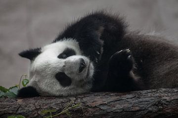 Een grappige panda ligt op zijn zij op een boomstam, schattige vredige beer