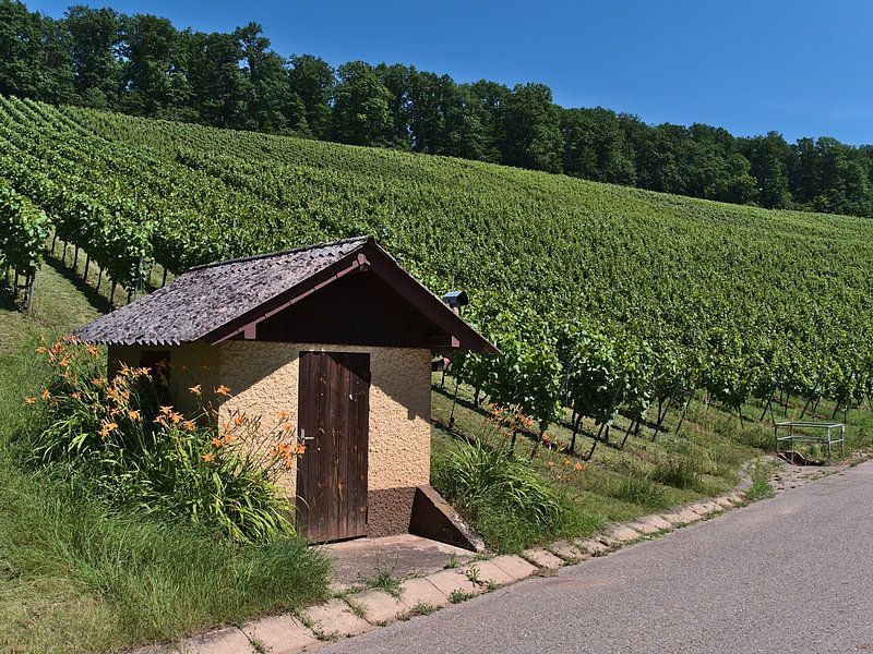 Cabane sur le vignoble par Timon Schneider