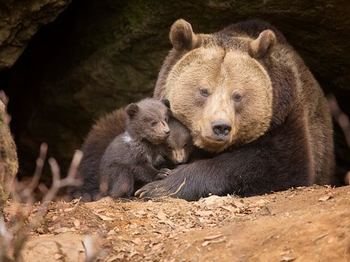 Brown bear family by Dieter Meyrl