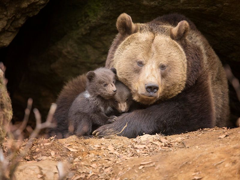 Brown bear family by Dieter Meyrl
