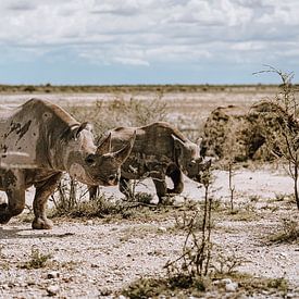 Rhino Rhino en Afrique Namibie Parc national d'Etosha sur Helena Schröder