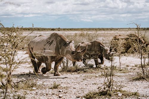 Nashorn Rhino in Afrika Namibia Etosha Nationalpark