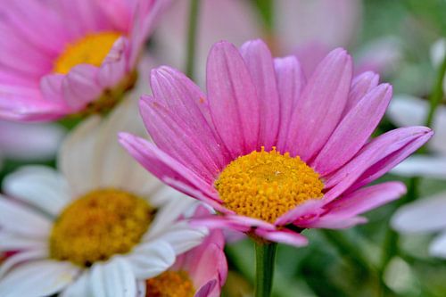 fleurige bloempjes