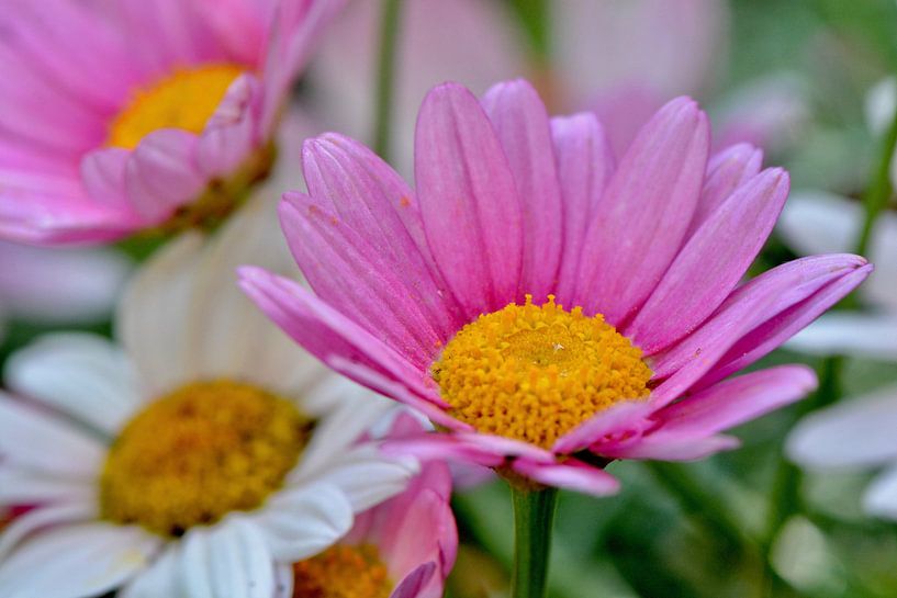 fleurige bloempjes by Mieke Verkennis