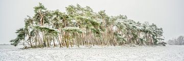 Idyllisch bosje in de sneeuw van This is Belgium