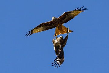 Buizerd valt rode wouw aan