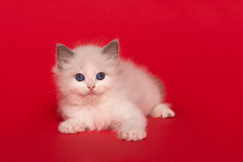 Niedliche ragdoll Kätzchen mit blauen Augen auf einem roten Hintergrund von Elles Rijsdijk